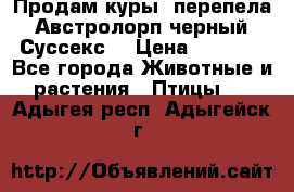 Продам куры, перепела. Австролорп черный. Суссекс. › Цена ­ 1 500 - Все города Животные и растения » Птицы   . Адыгея респ.,Адыгейск г.